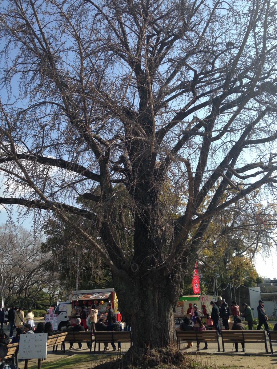 Grand ginkgo tree in Osaka Castle Park